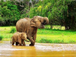 Sri Lanka