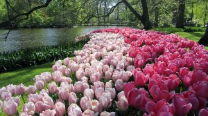 bezienswaardigheden nederland keukenhof