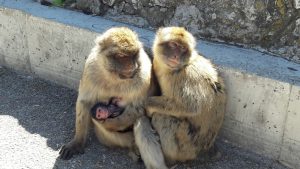 Ape rock Gibraltar