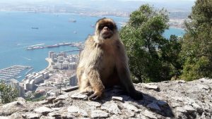 apen in gibraltar