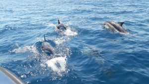 dolfijnen algarve tips