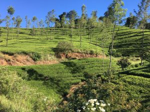 Sri Lanka Visum